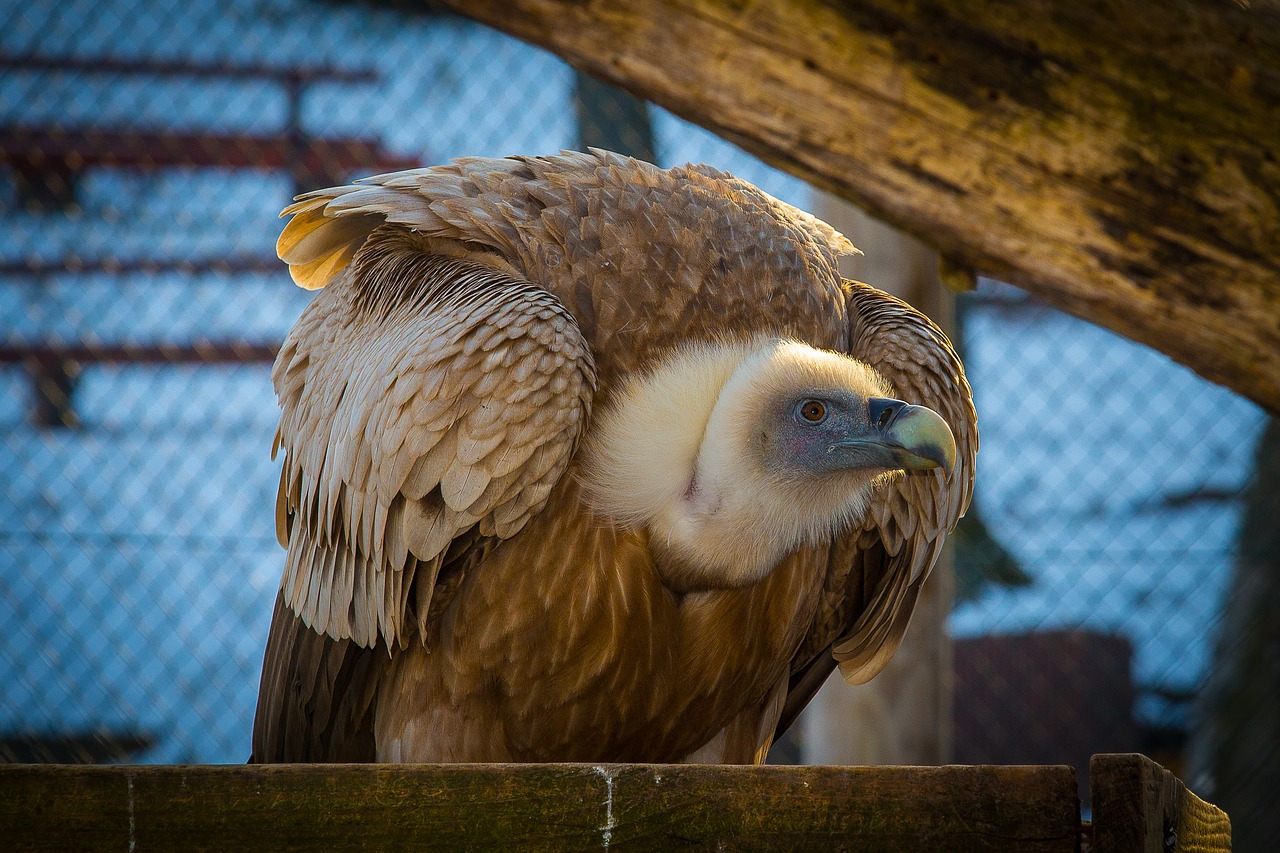 Image - griffon vulture vulture bird of prey