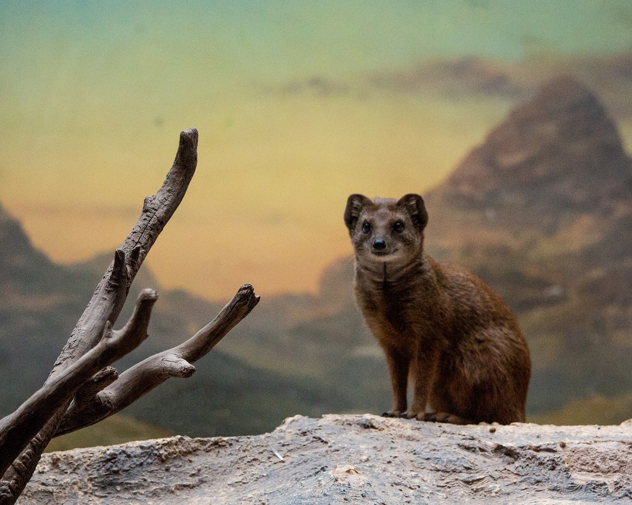 Image - mongoose mountain scenery animal