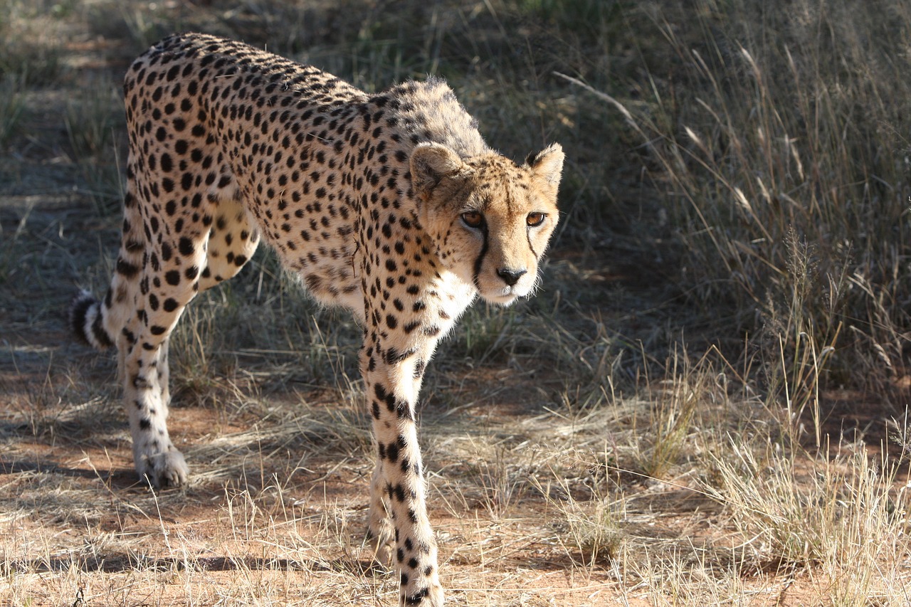 Image - cheetah namibia wild nature