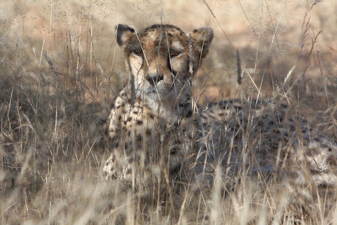 Image - cheetah namibia wild nature