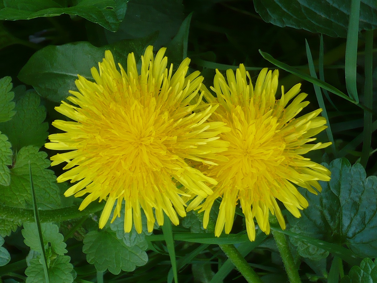 Image - dandelion dressing gown dandelion