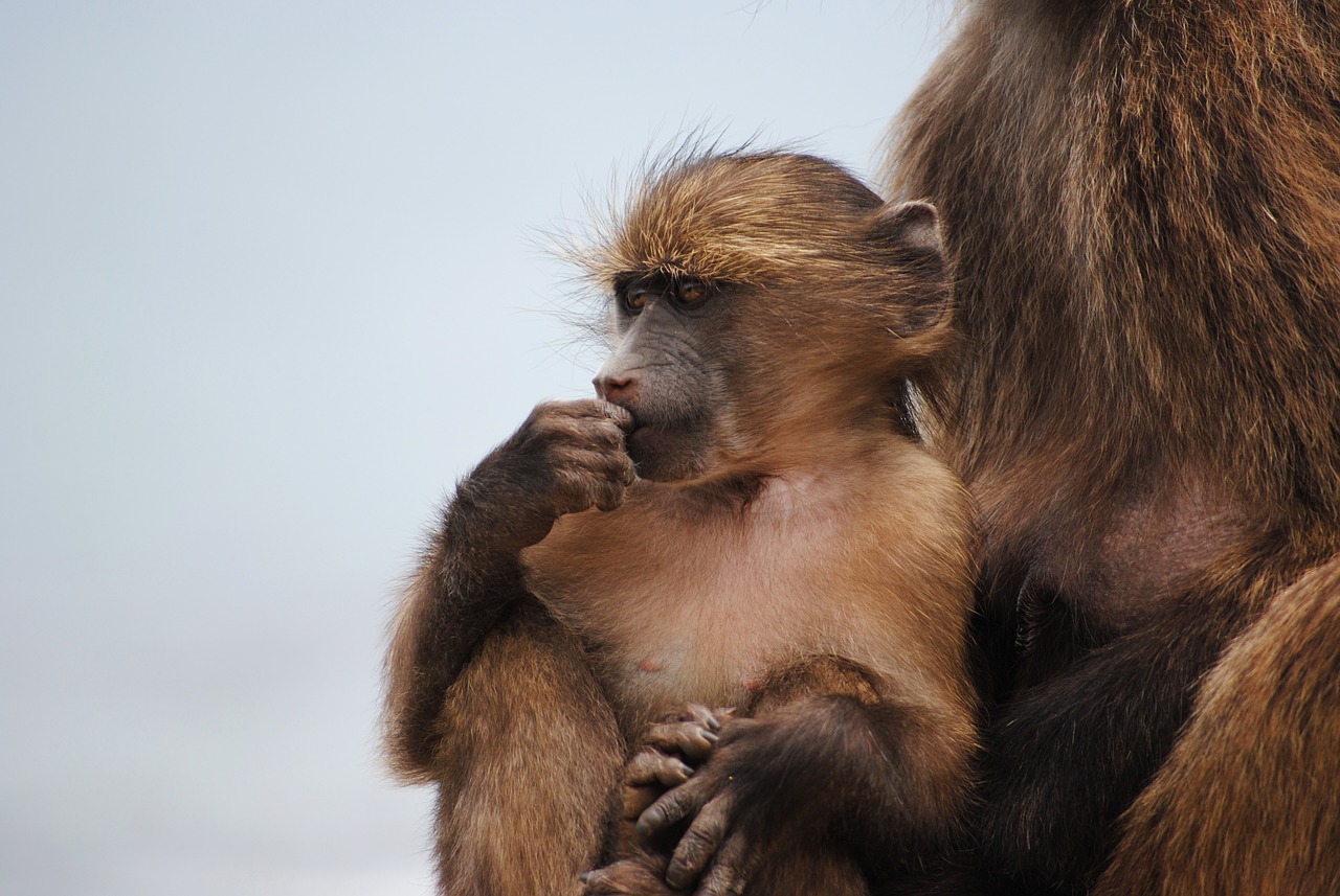 Image - baby monkey monkey cape town africa