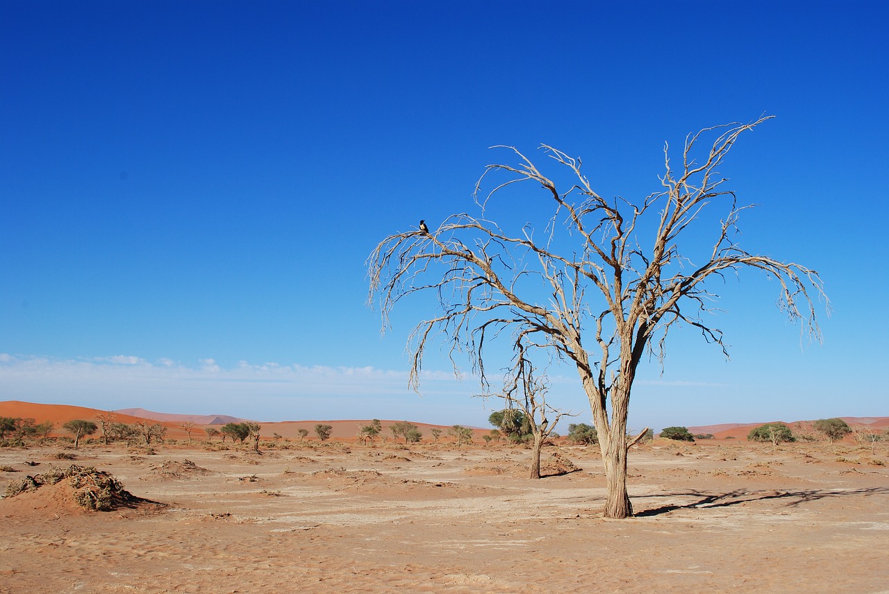 Image - namibia africa sossusvlei tree