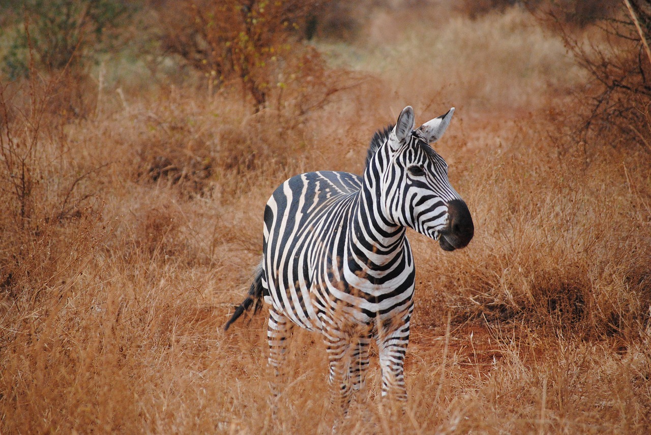 Image - kenya africa safari zebra tsavo