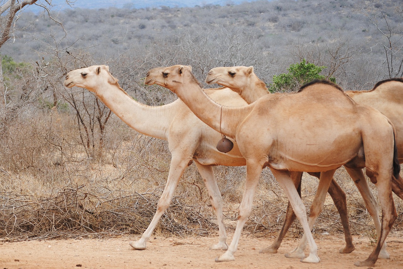Image - africa kenya camel