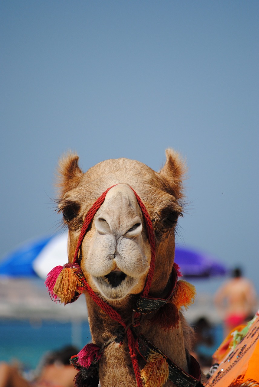 Image - dubai emirates camel arabic beach