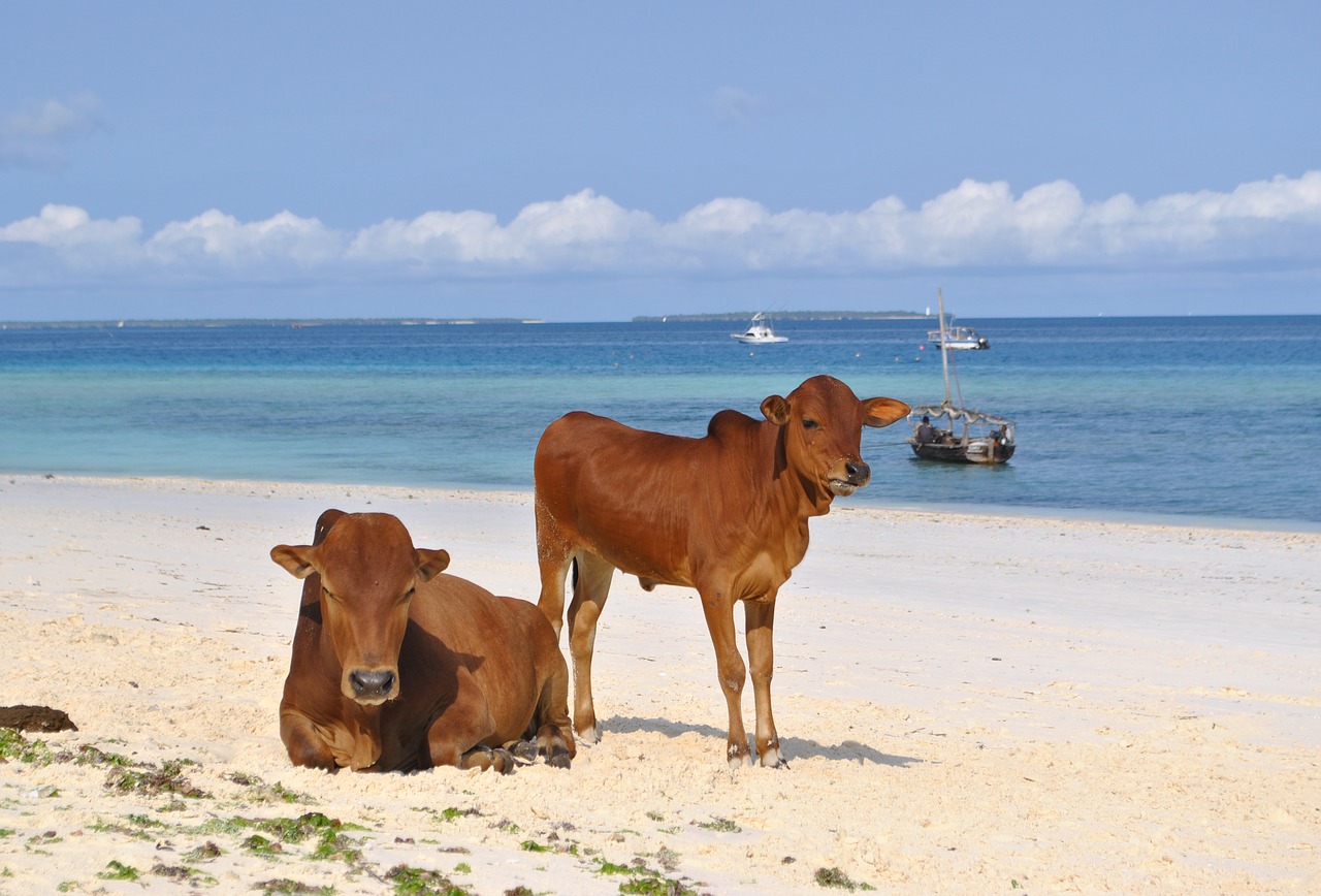 Image - zanzibar tanzania africa beach sea