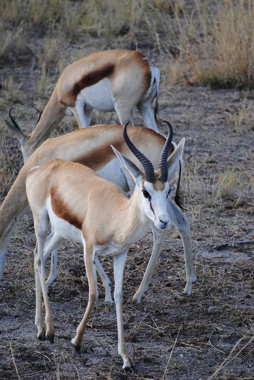 Image - springbok africa national park