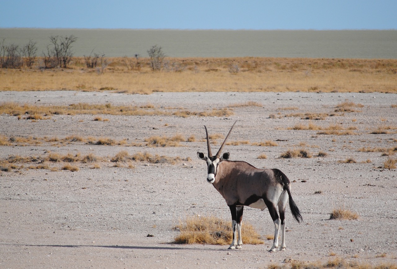 Image - antelope africa namibia etosha