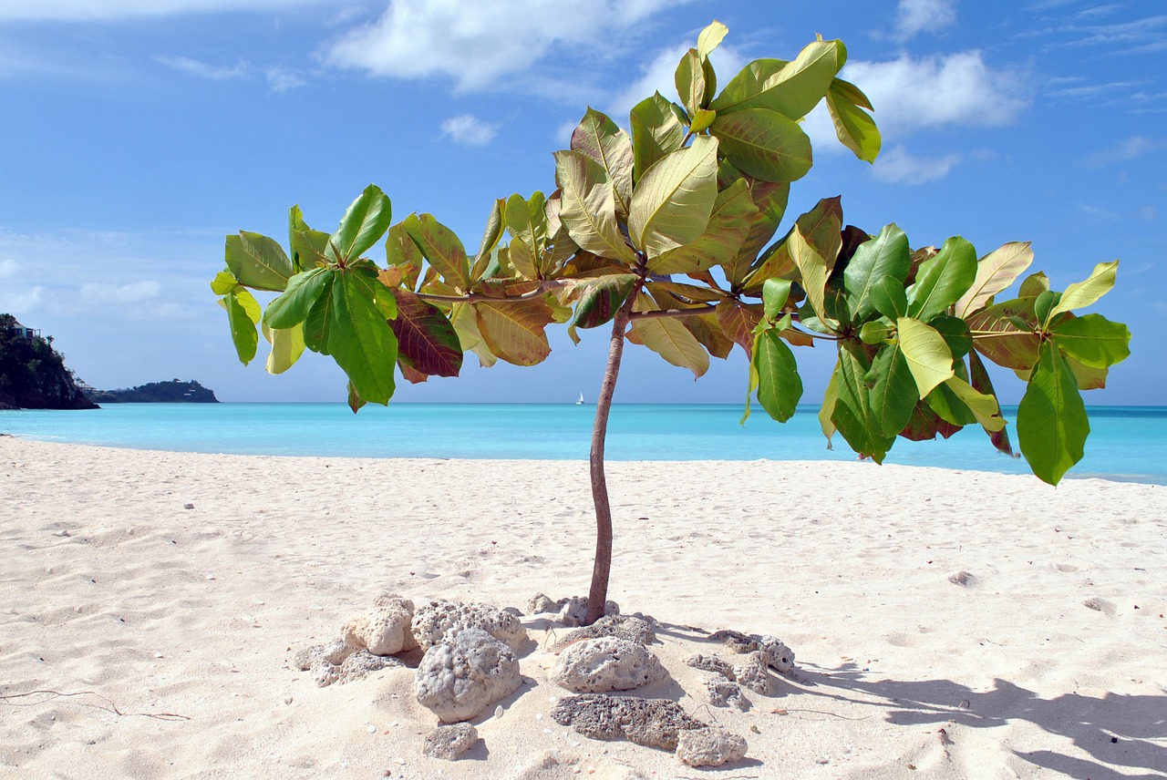 Image - antigua caribbean stand sea