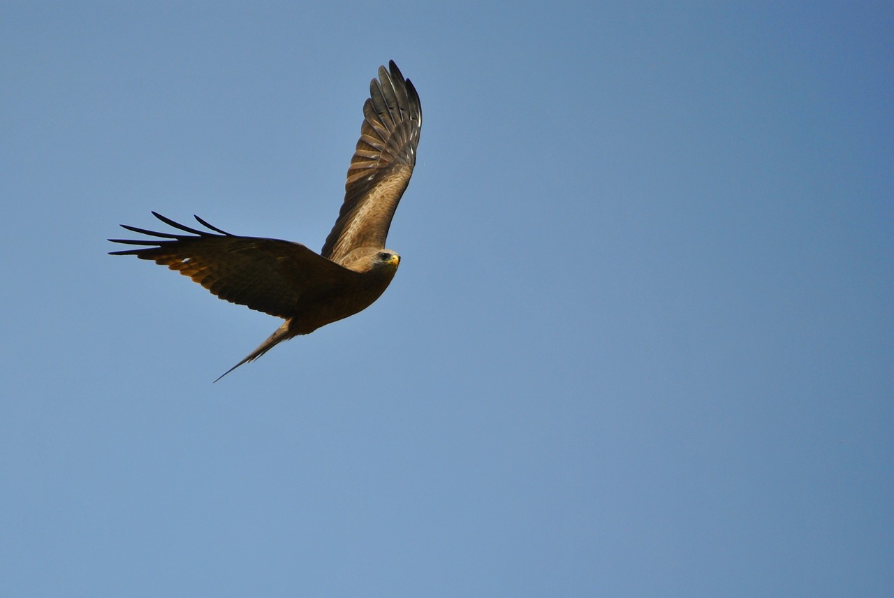 Image - bird flight africa safari tanzania