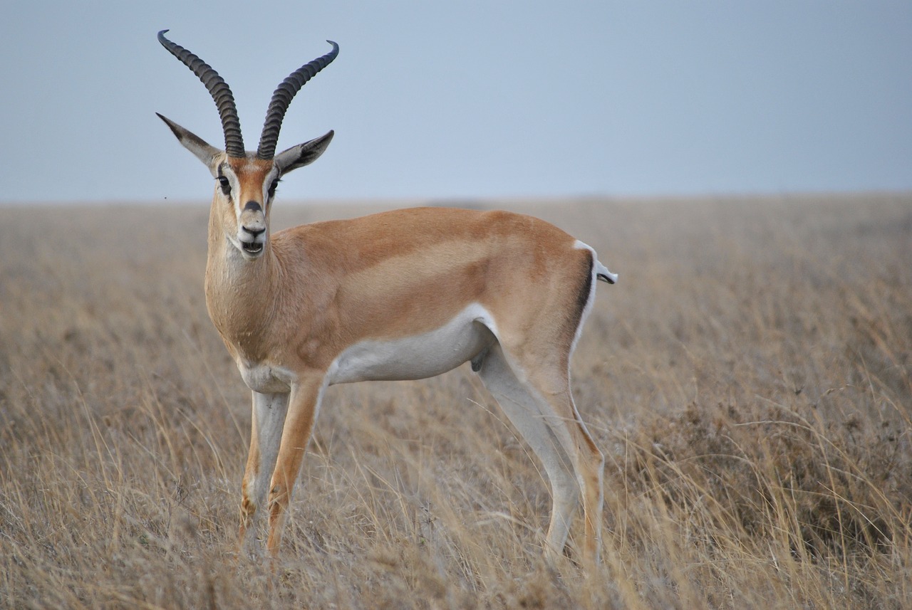 Image - africa tanzania national park