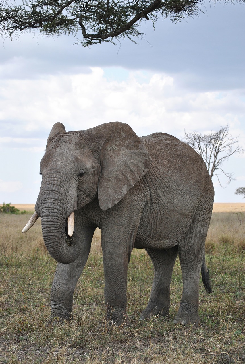 Image - africa tanzania national park