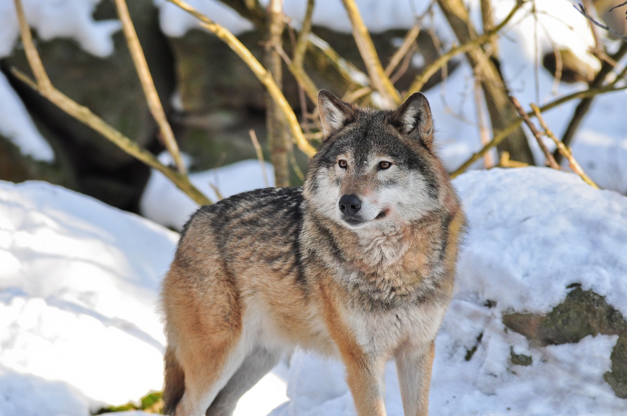 Image - wolf animals nature zoo wildlife