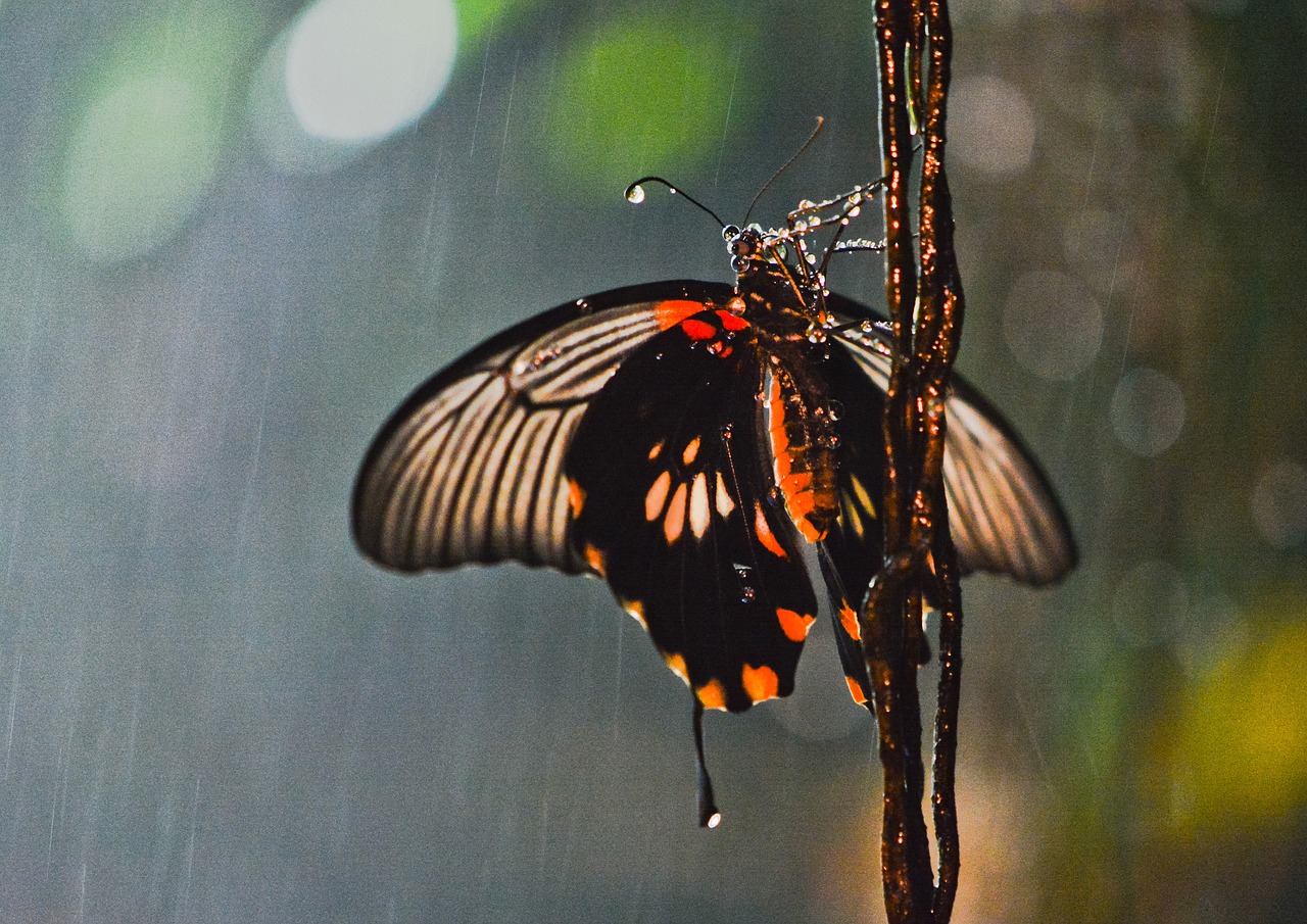 Image - butterfly rain insect