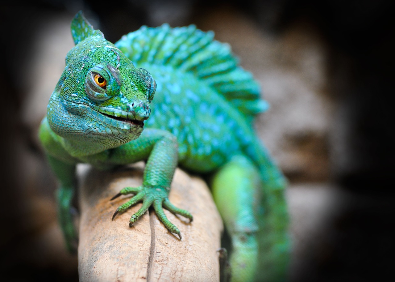 Image - reptile eskilstuna exotic green