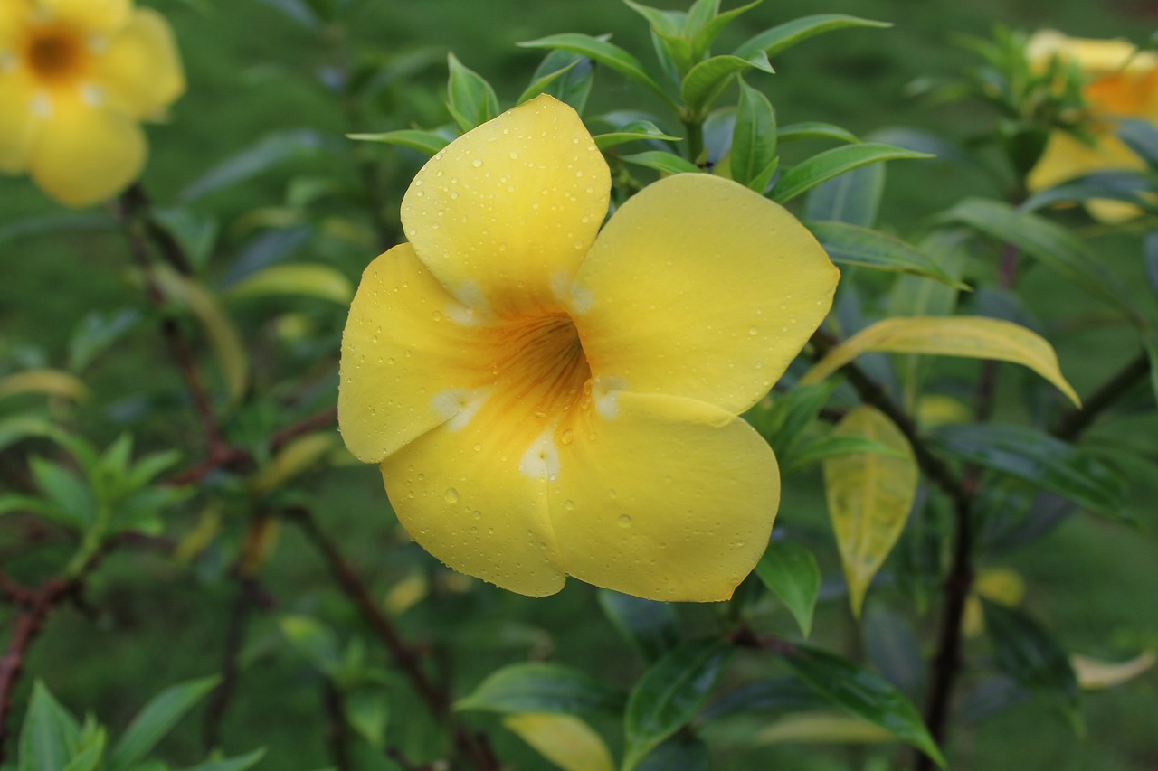 Image - fellow flowers flowers green nature