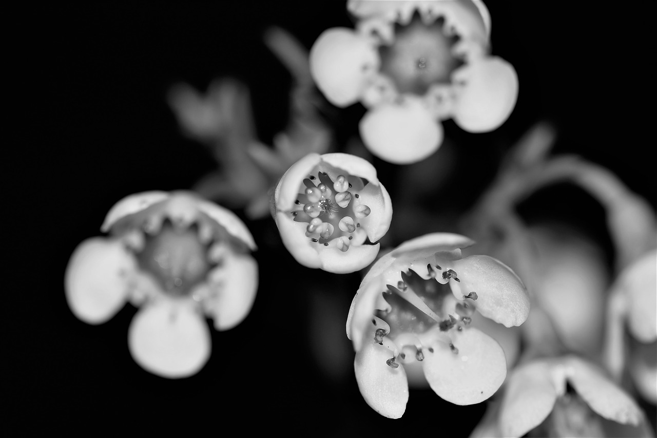 Image - flowers white nature plant strauss