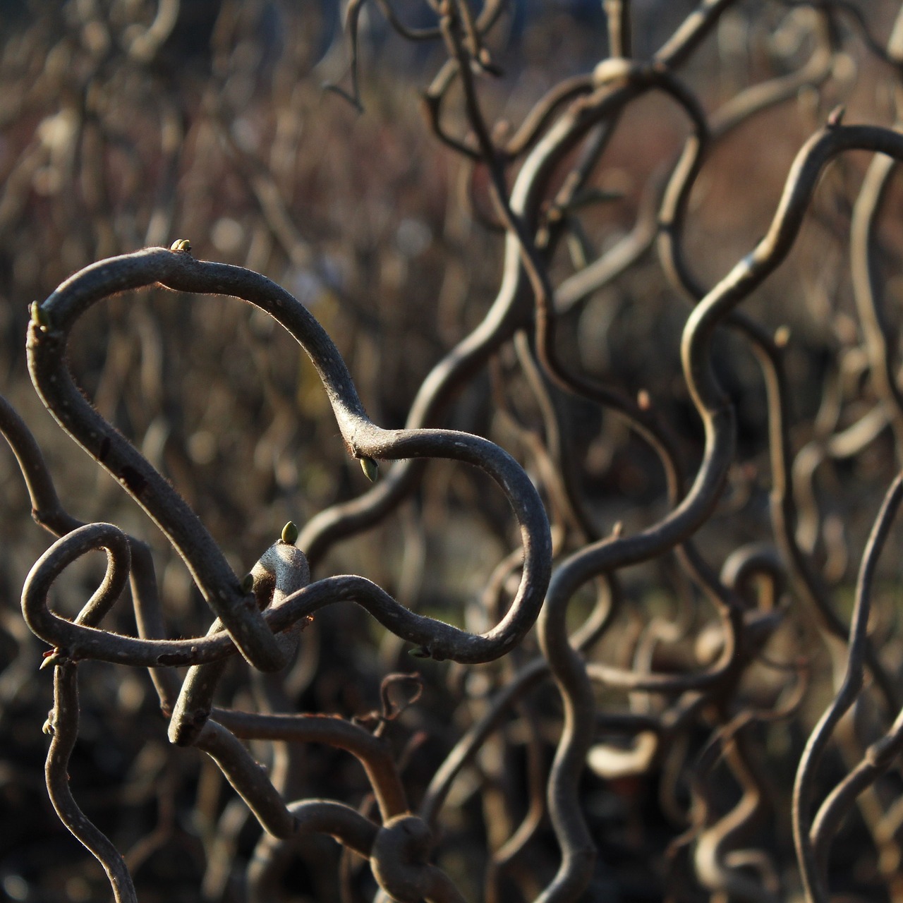 Image - hazel corylus contorta architecture