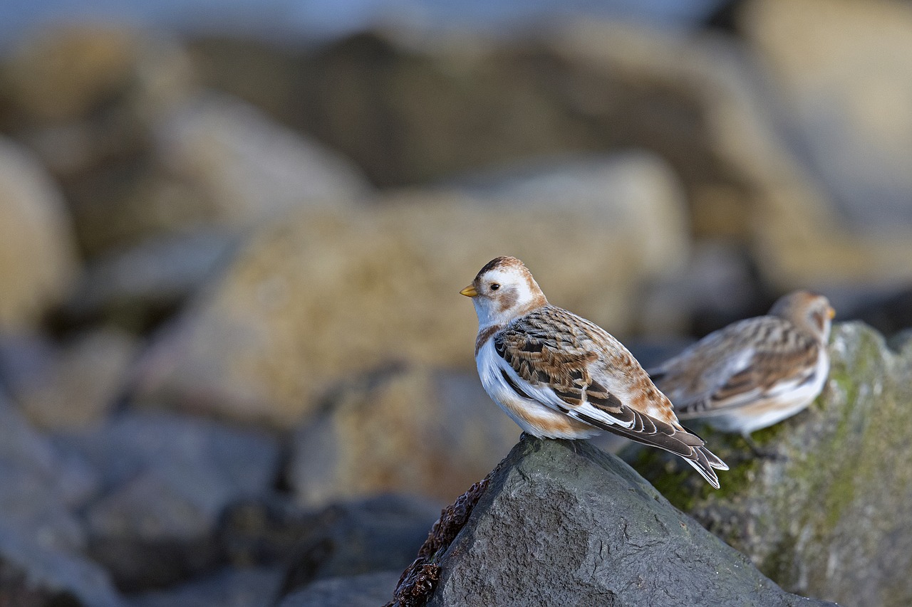 Image - songbirds birds snow bunting