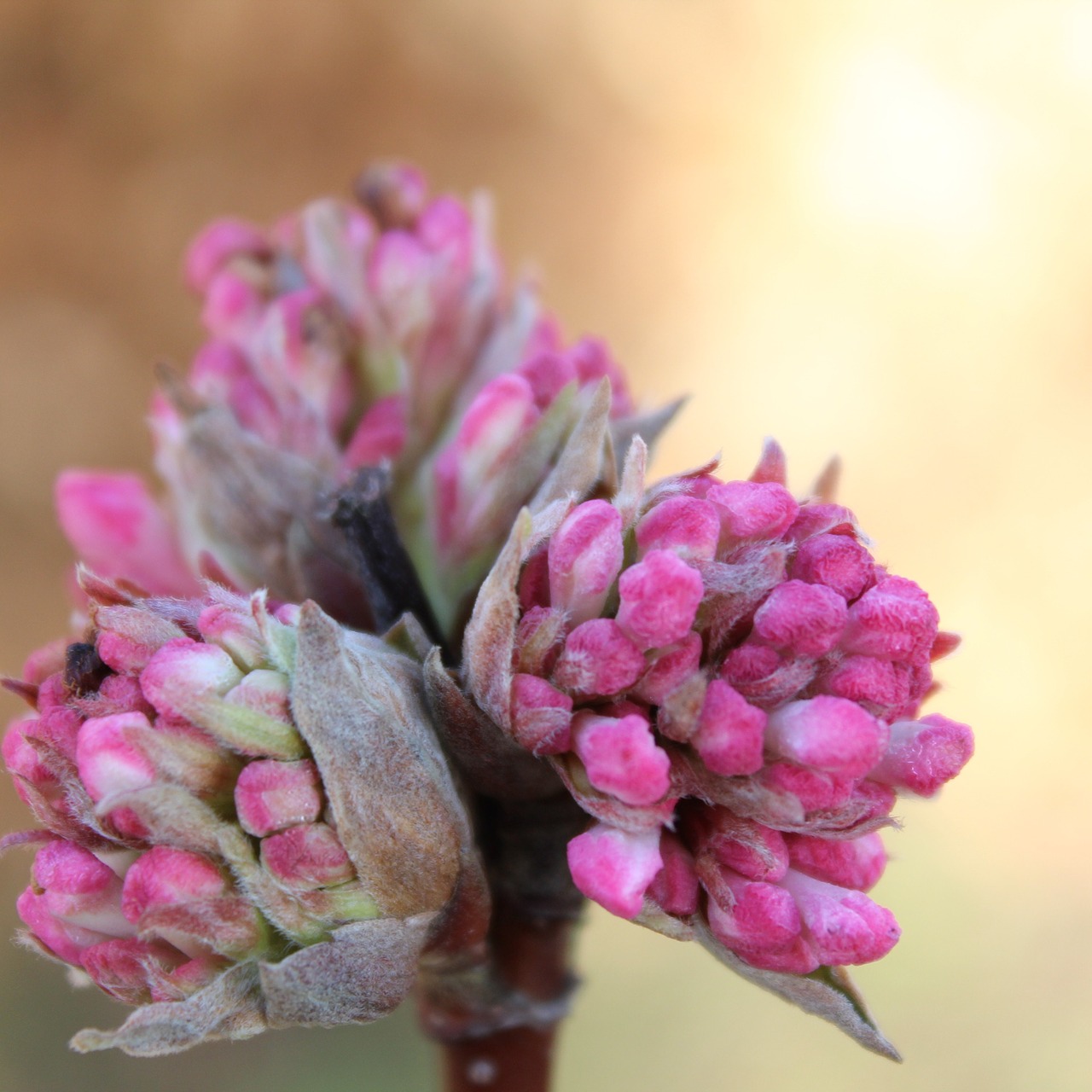 Image - viburnum charles lamont plant garden