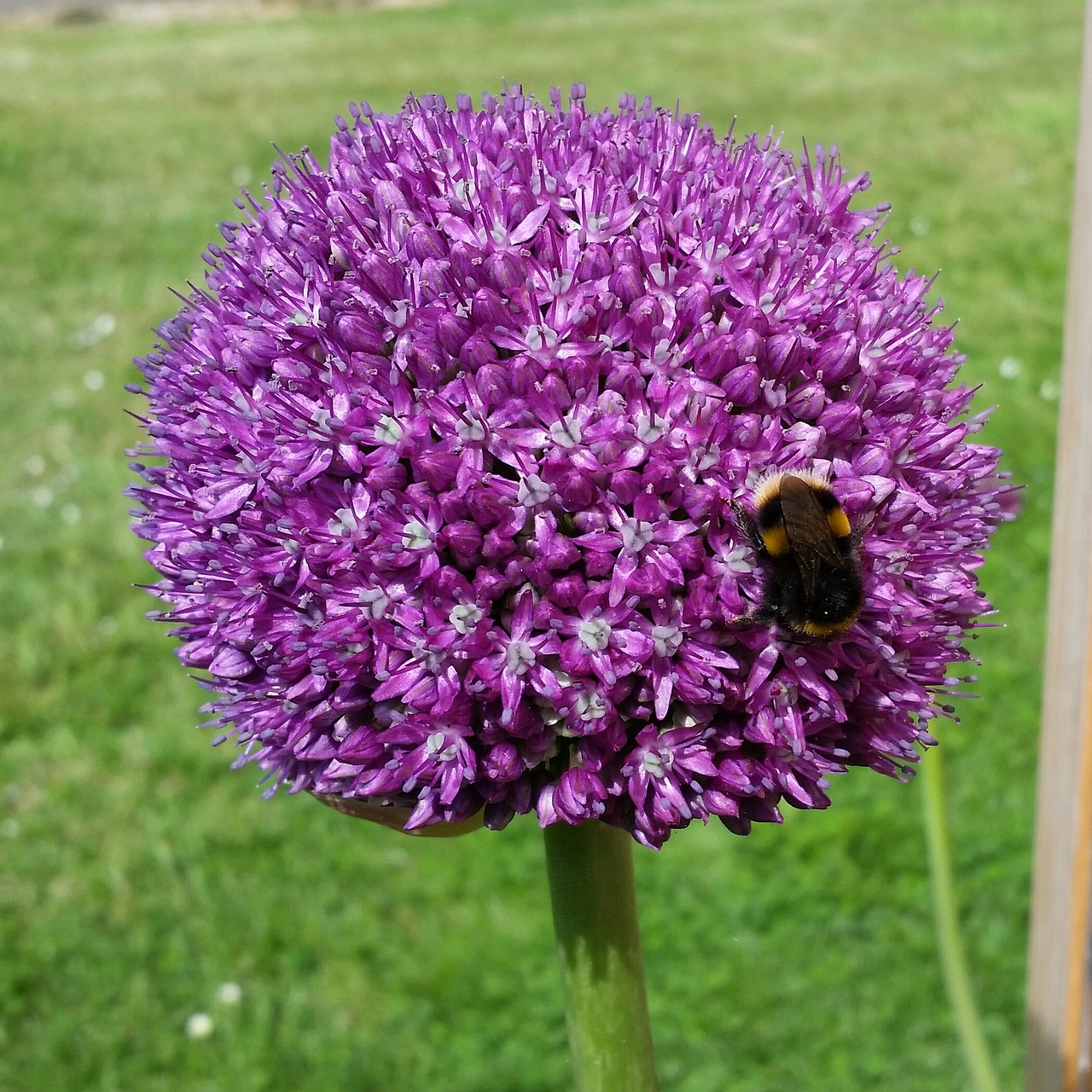 Image - allium globemaster flower plant