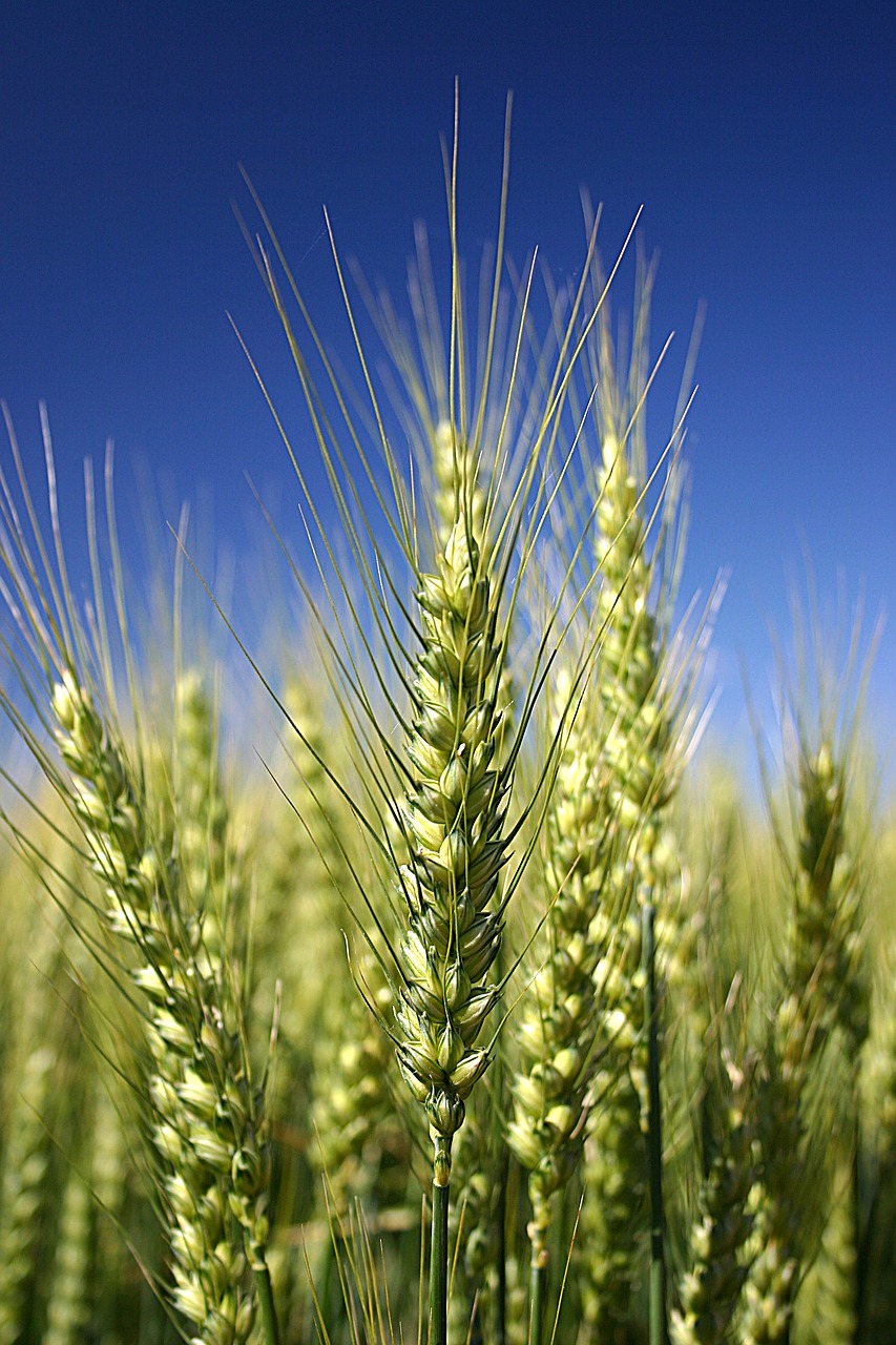 Image - wheat detail cereal grains teal