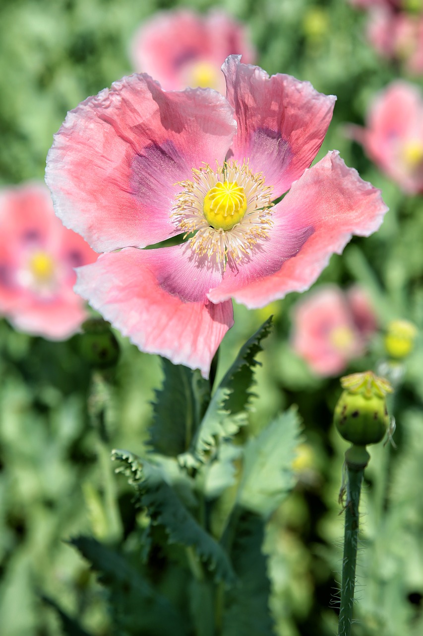 Image - poppy field field poppy corn poppy