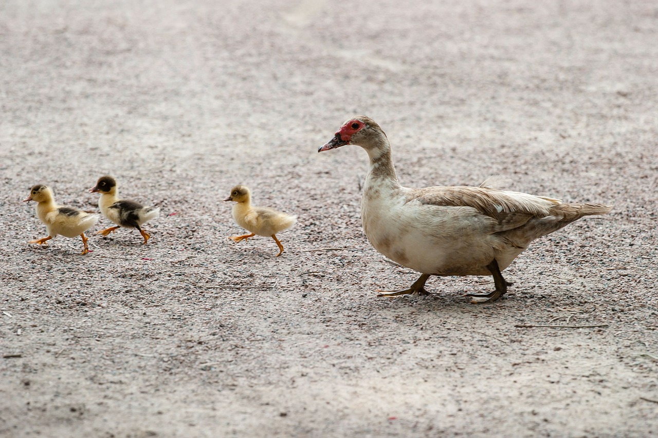 Image - ducks duck duckling bird fly