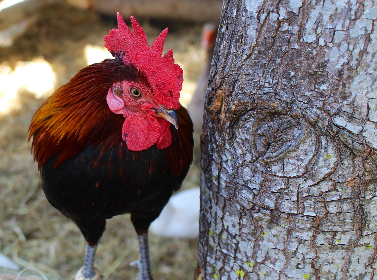 Image - chicken bird animal farm rooster