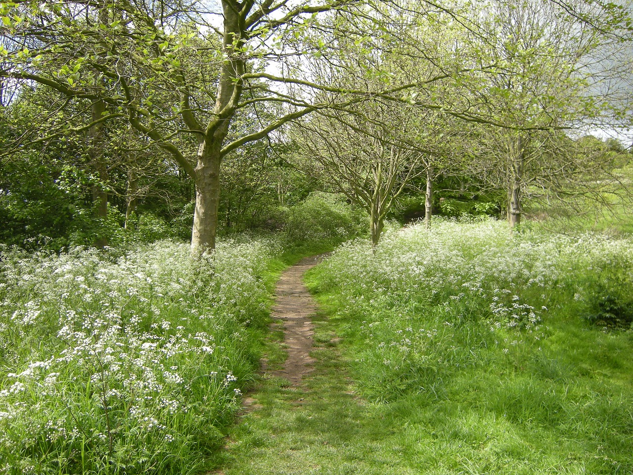 Image - nature walkway path green