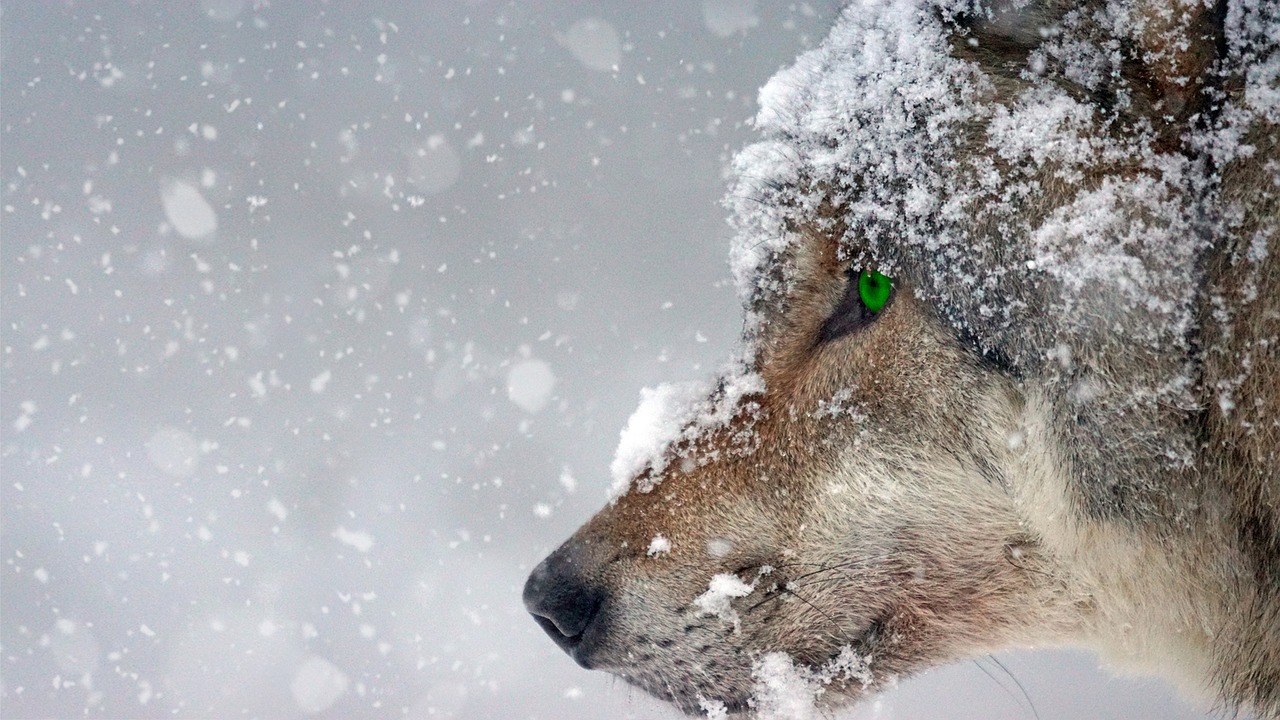 Image - wolf snow cold eye green piercing