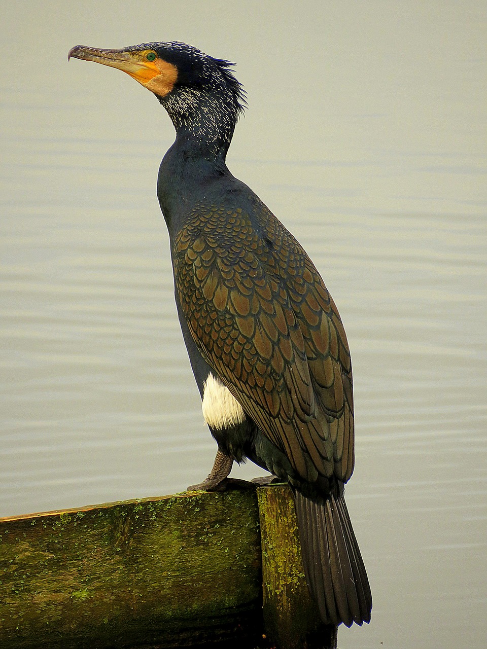 Image - cormorant bird nature wildlife