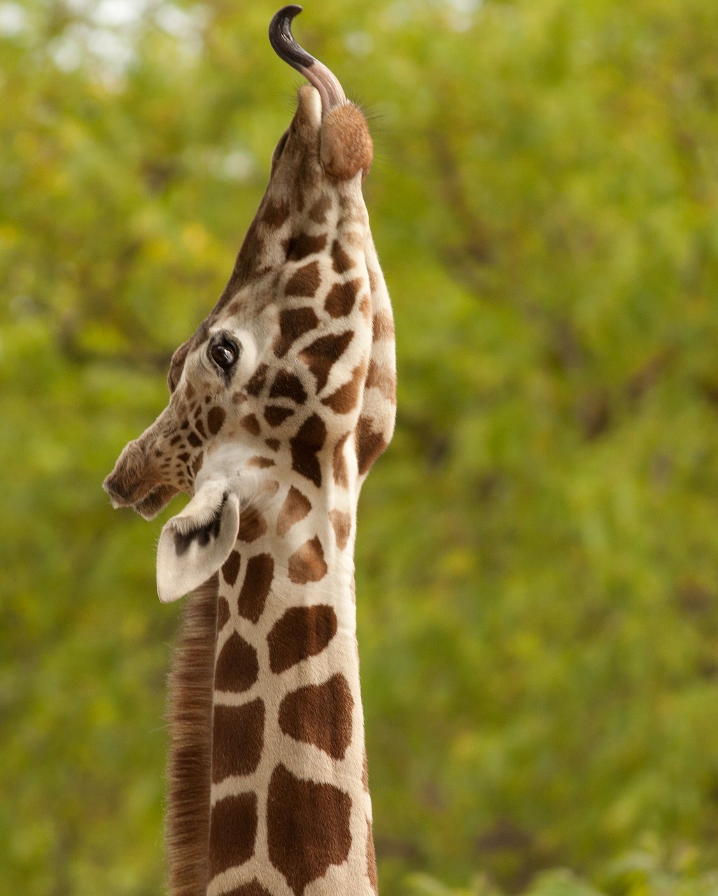 Image - giraffe mammal nature animal