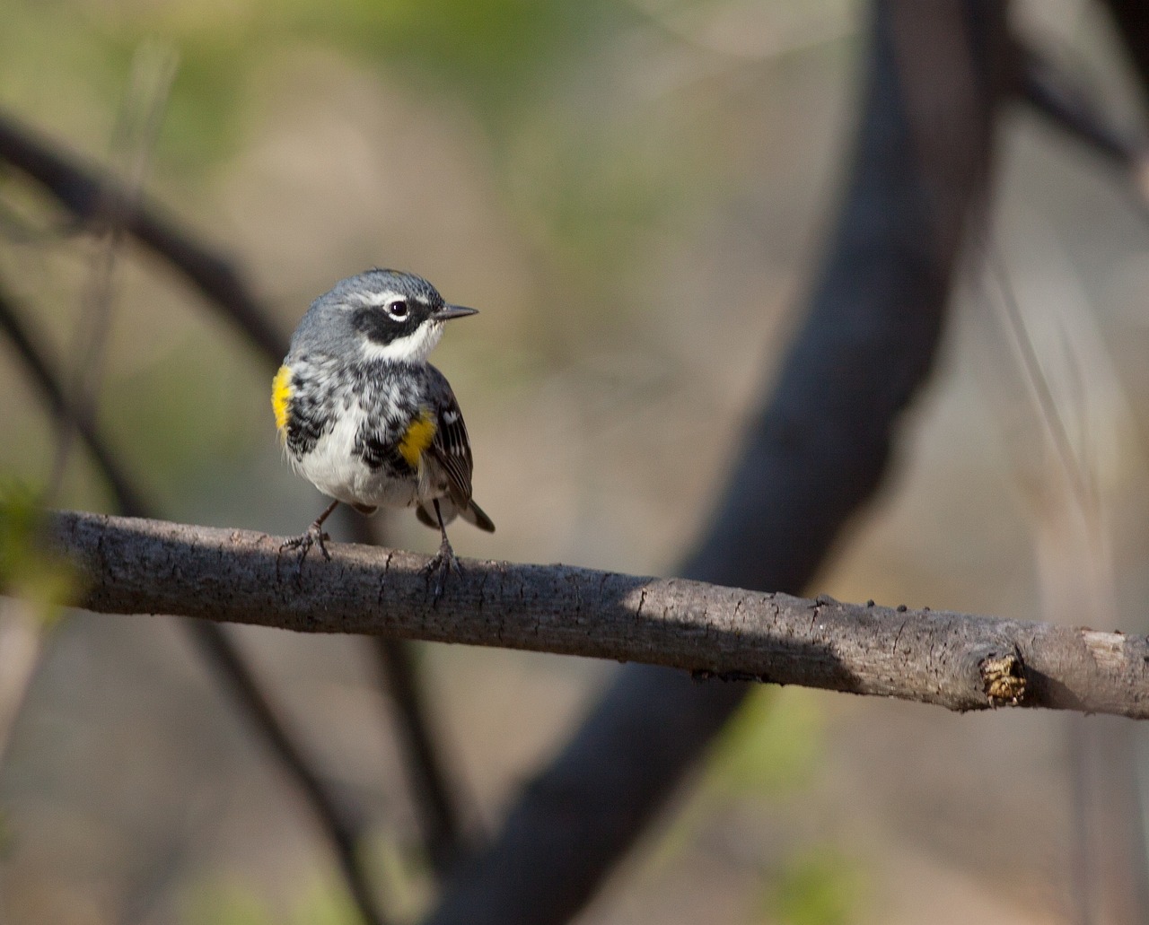 Image - warbler bird nature animal