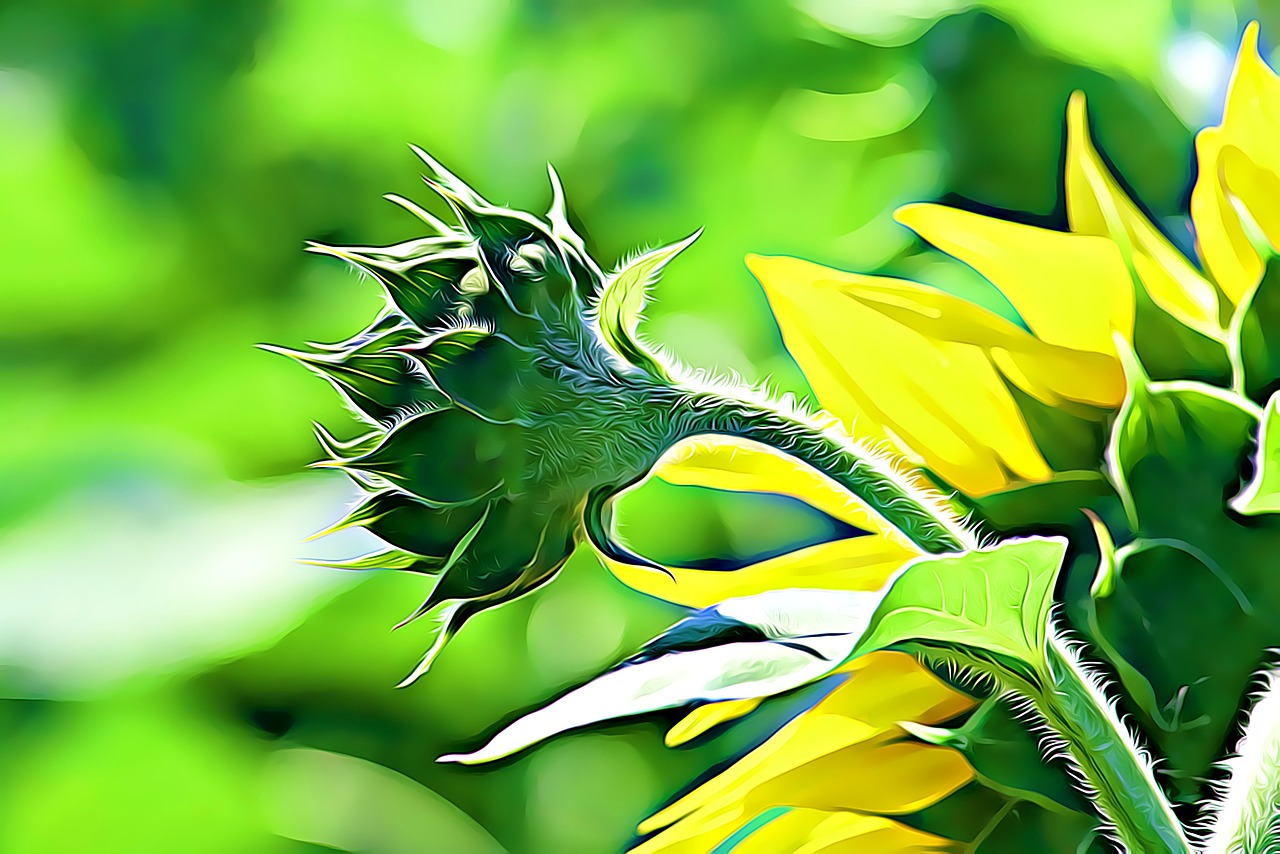 Image - digital graphics sunflower summer