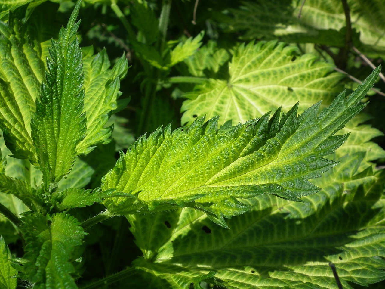 Image - leaves nettle green scratchy