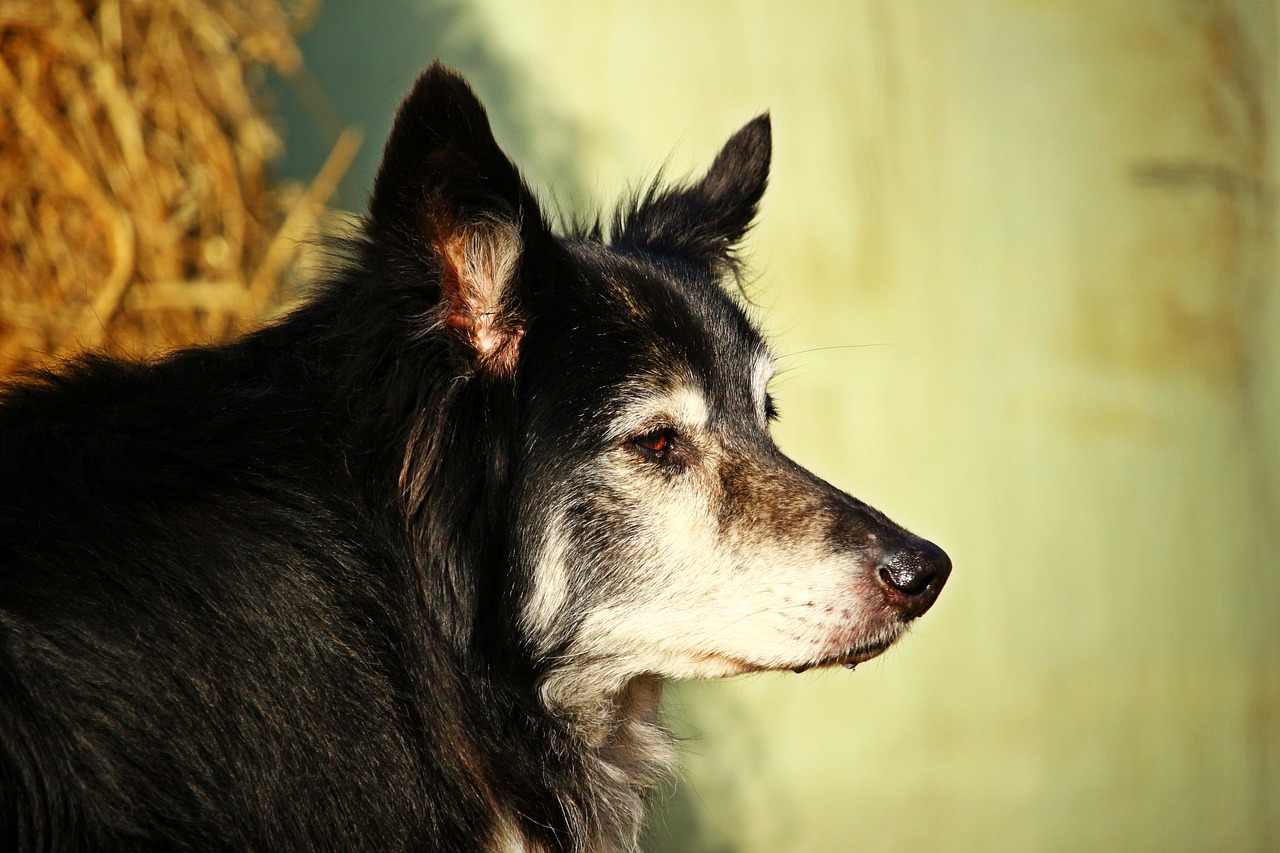 Image - dog border collie herding dog