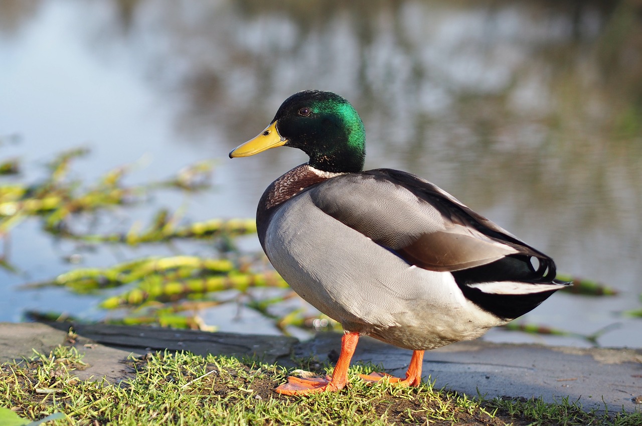 Image - duck nature wildlife water