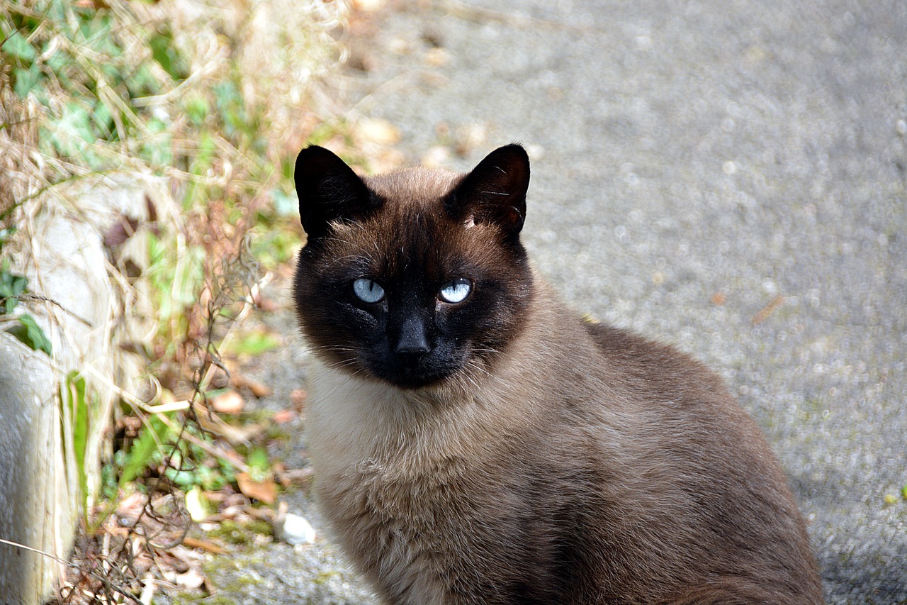 Image - cat siamese cat feline animal