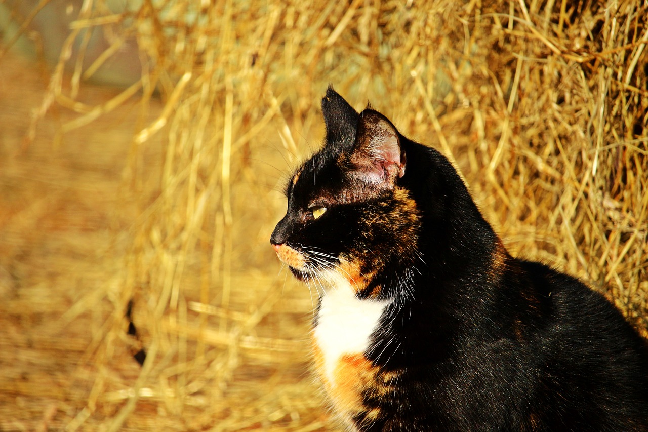 Image - cat three coloured lucky cat