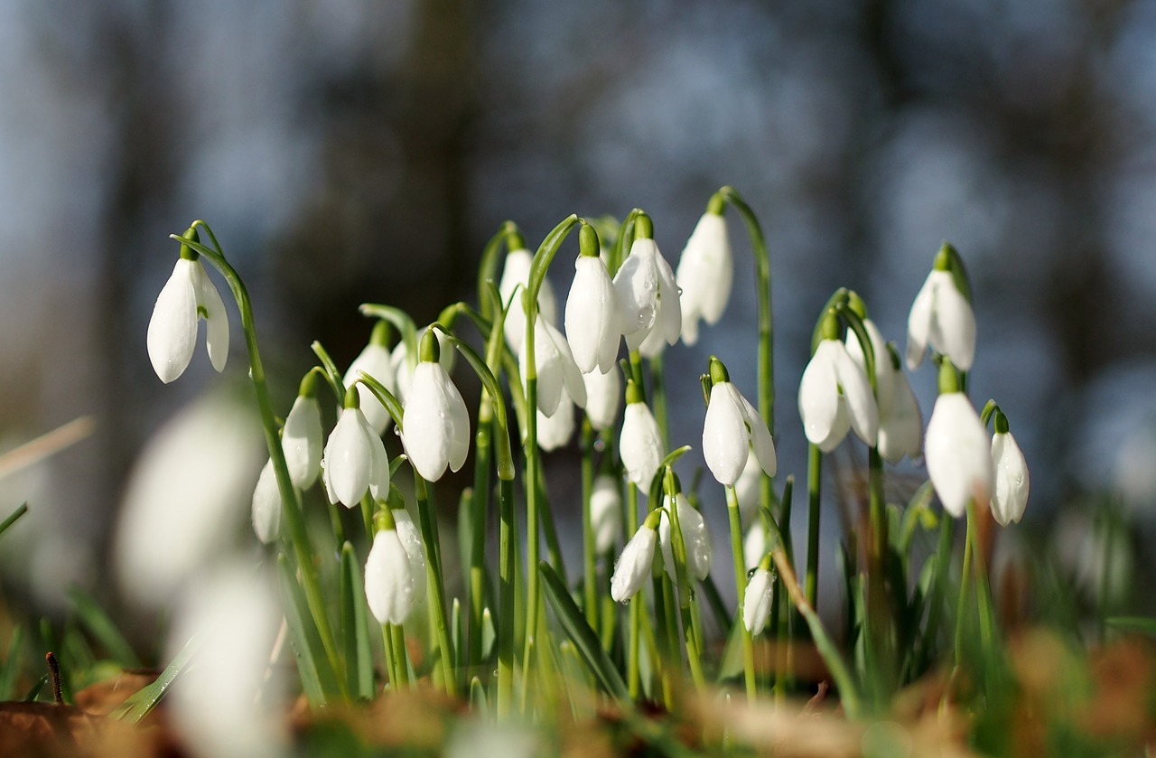 Image - snowdrops flower floral spring