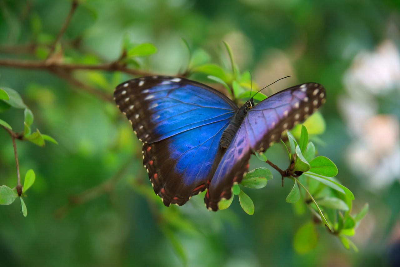 Image - animal beautiful blue butterfly