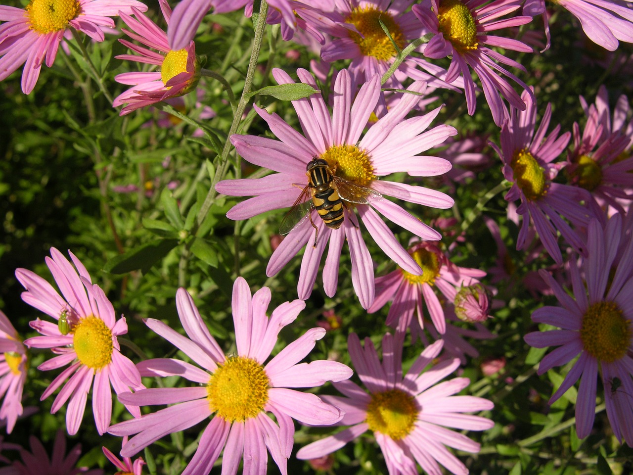 Image - pink aster flower bee aster flower