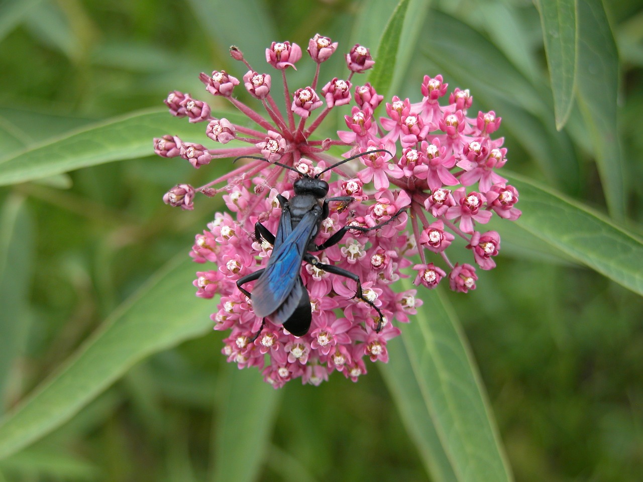 Image - swamp milkweed blue winged mud dauber