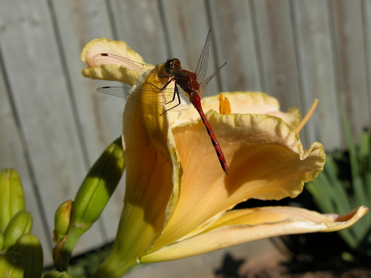 Image - dragonfly daylily insect nature