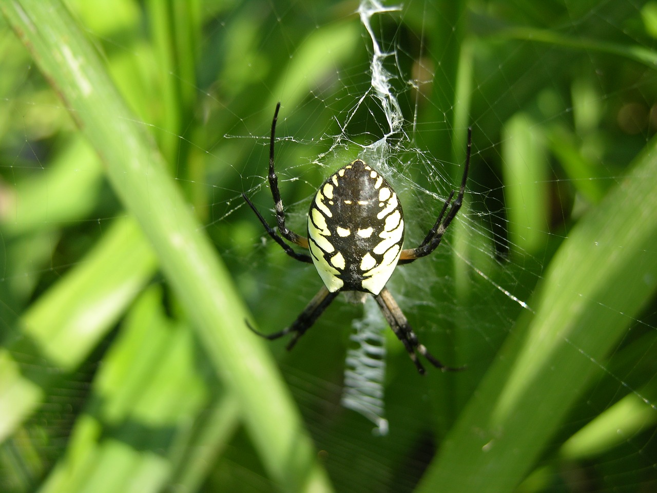 Image - garden spider spider web spiderweb