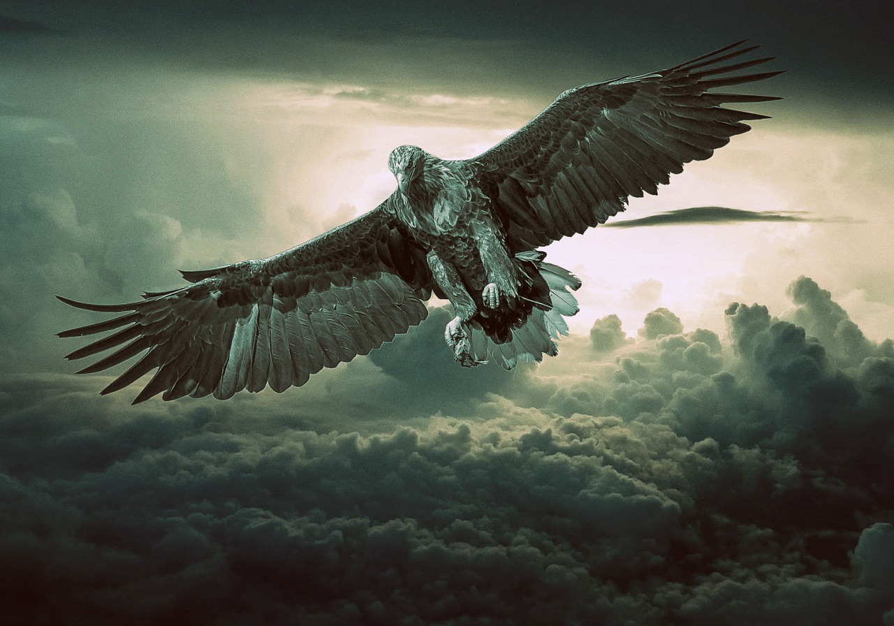 Image - eagle predator bird fantasy flying