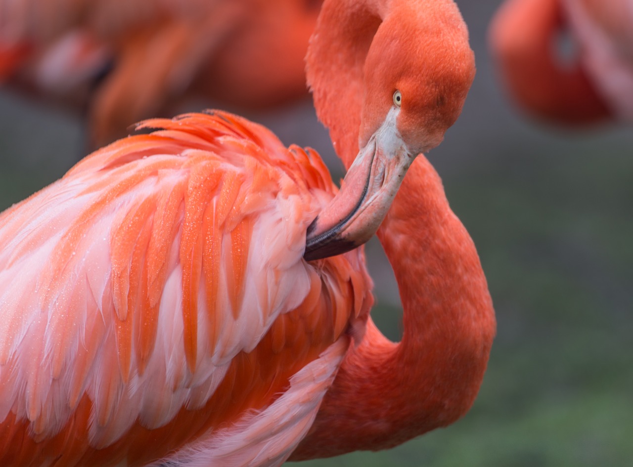 Image - flamingo orange wild wildlife