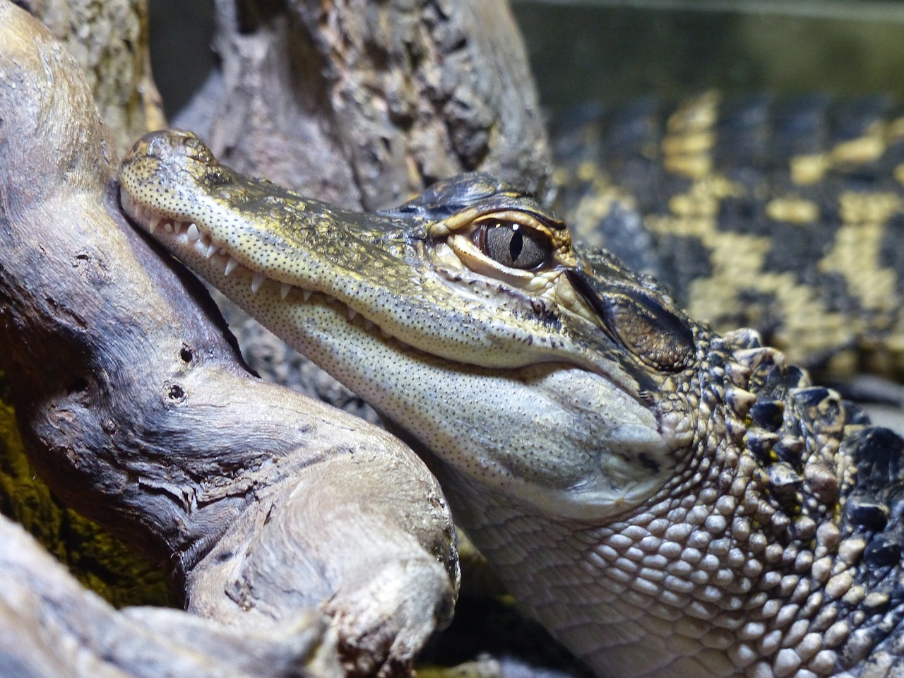 Image - crocodile head reptile animal wild